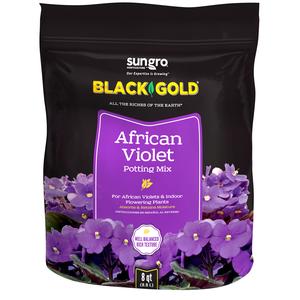 Black Gold 8 Qt African Violet