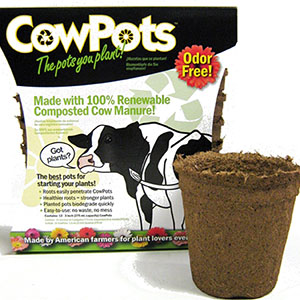 Cow Pots 3